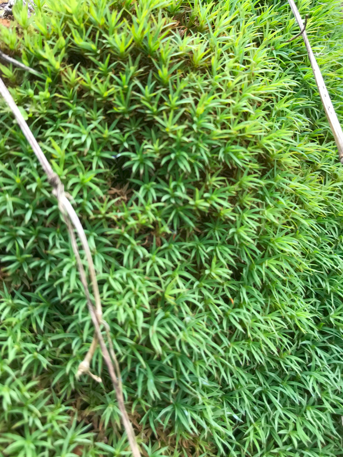 裸地と荒原の違いは何ですか？裸地は何も生育できないが、荒原は地衣... - Yahoo!知恵袋