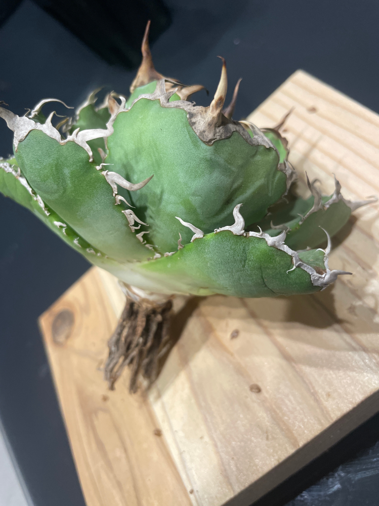 アガベ ジェレミーTC個体 CREEP 抜き苗発送 アガベ ジェレミーTC個体