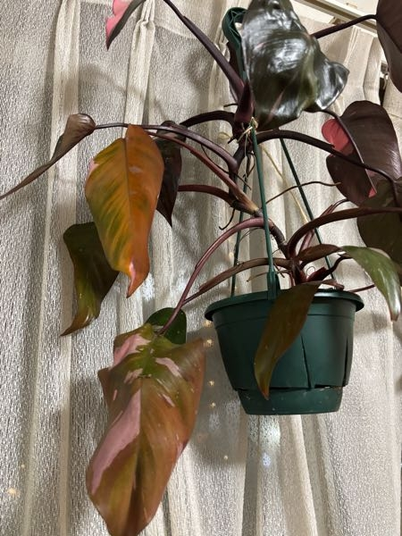 植物鉢のvaliem（バリエム）。インビジブルインクのデザイン