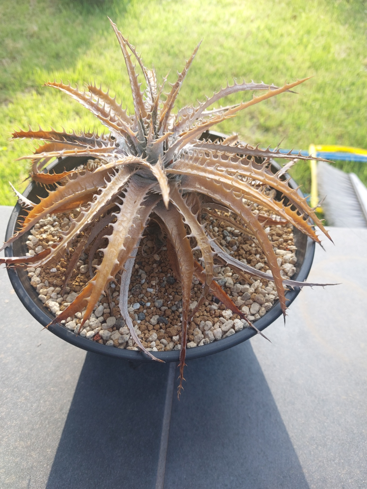 我が家の二年ほど前にやってきた植物のディッキアについて質問です。白
