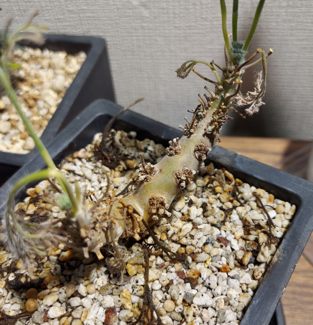 モンソニアムルチフィダについて - 先日発根済みの現地球の