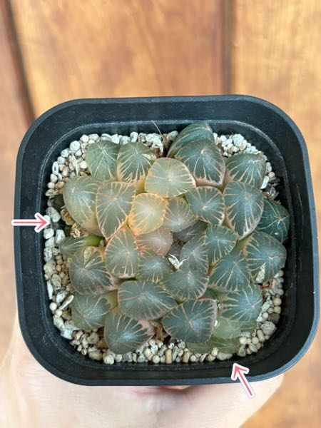 ハオルチアオブツーサ錦（糊斑）の植え替えについて数年植え替えてい