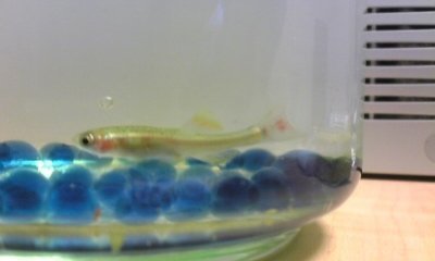 UFOキャッチャーで魚をとりました。この魚の名前がわかりません