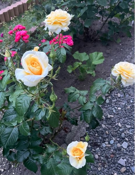 薔薇】品種名が知りたいです。プレゼントでいただいた薔薇ですが品種名