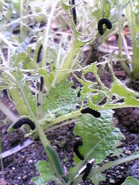 家庭菜園で白菜を作っていましたが 黒い芋虫に全部食い荒らされてしまいました Yahoo 知恵袋