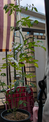 トマト支柱（3年使用）譲ります