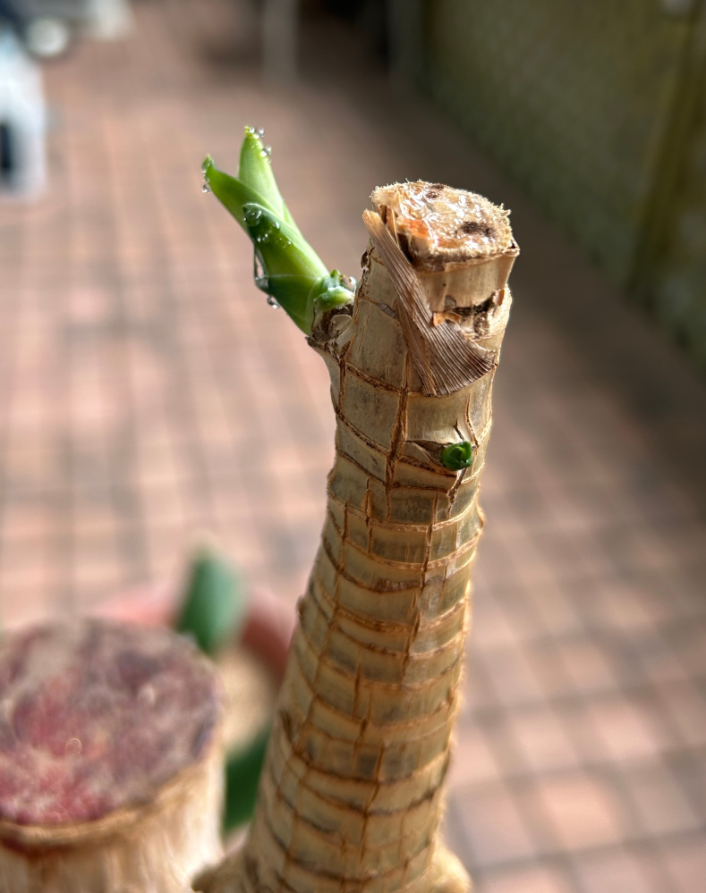 幸福の木について質問です。枯れかけていた木から、新芽が出てきました