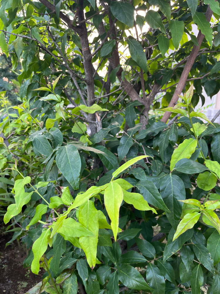 裸地と荒原の違いは何ですか？裸地は何も生育できないが、荒原は地衣... - Yahoo!知恵袋