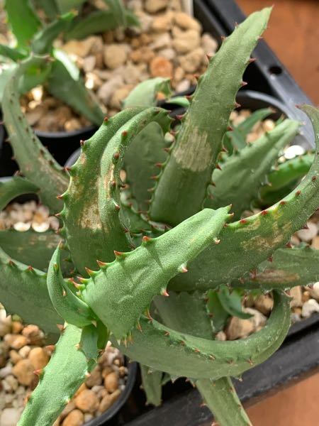 ユッカロストラータについて教えてください。 - 鉢から地植えに