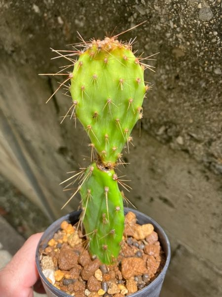 ユッカ・グロリオサを枝分かれさせるにはどうしたら良いのでしょ