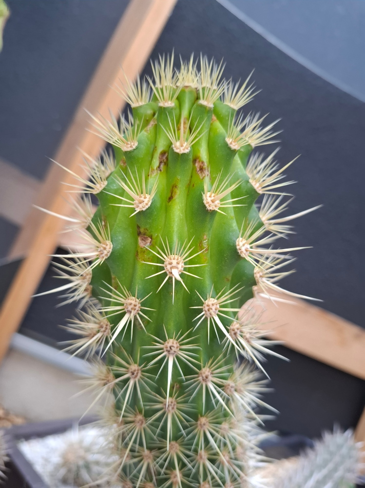 中型サボテン 緑色と黄色のトゲ 【公式通販】