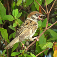 インコすずめ mqdefault.jpg