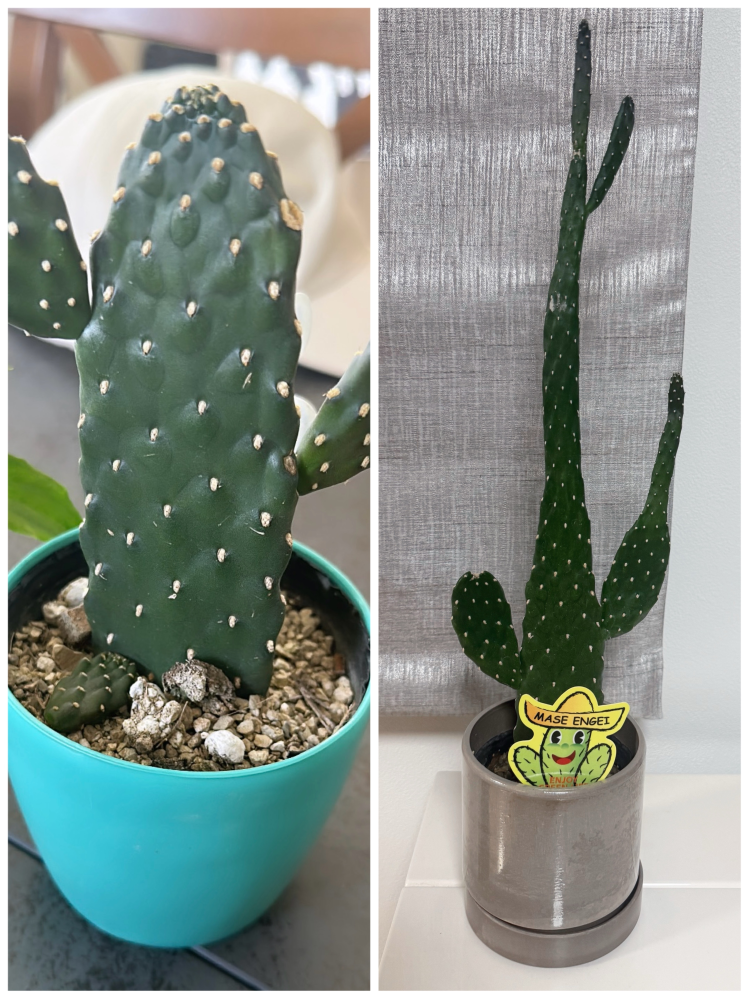 うちのサボテンを助けてください、、！2年前に購入した時は写真の左の 