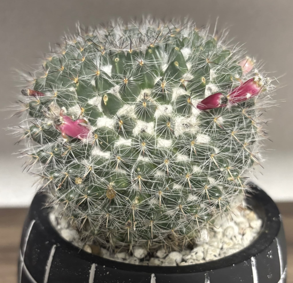 サボテン】マミラリア銀河のつぼみが開花しません…調べてみると、ネ