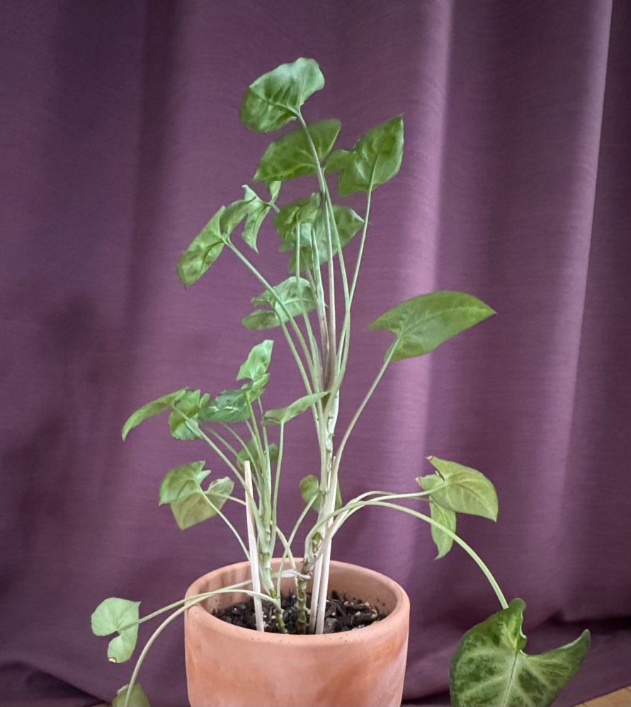 その他観葉植物 NORUTO NARUTOのカカシの部屋にある植木のウッキー君は誰かからの贈り