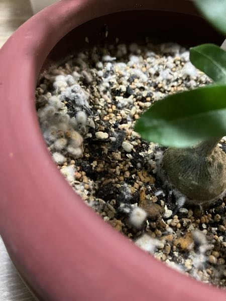 NARUTOのカカシの部屋にある植木のウッキー君は誰かからの贈り