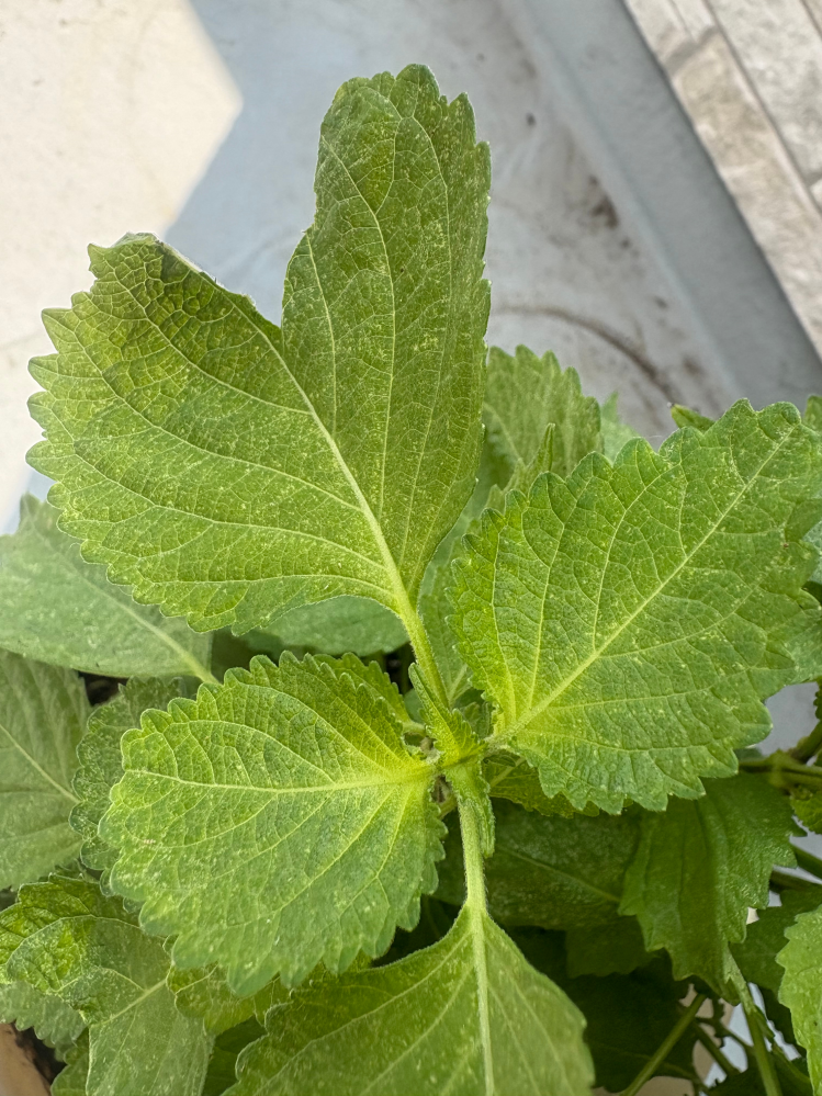 質問日時の新しい順】植物 回答受付中の質問 - Yahoo!知恵袋