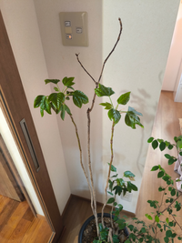 観葉植物　ストレッチア　引き取り希望　2m 観葉植物 ストレッチア 引き取り希望 2m