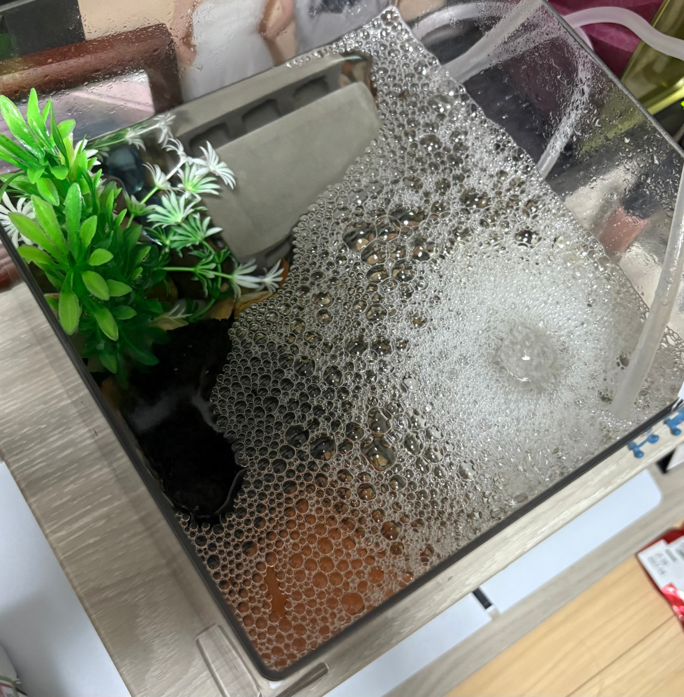 水槽に発生する泡について質問です。 - イソガニの飼育をしています