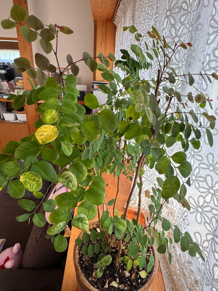 観葉植物のの葉先に水が。。水あげすぎですか