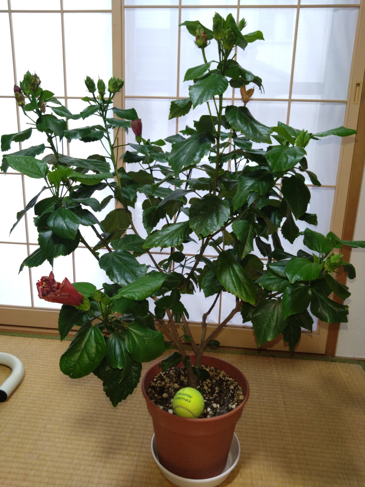 耶悉茗』は、何て読みますか？植物の名前かと思うのですが、ご