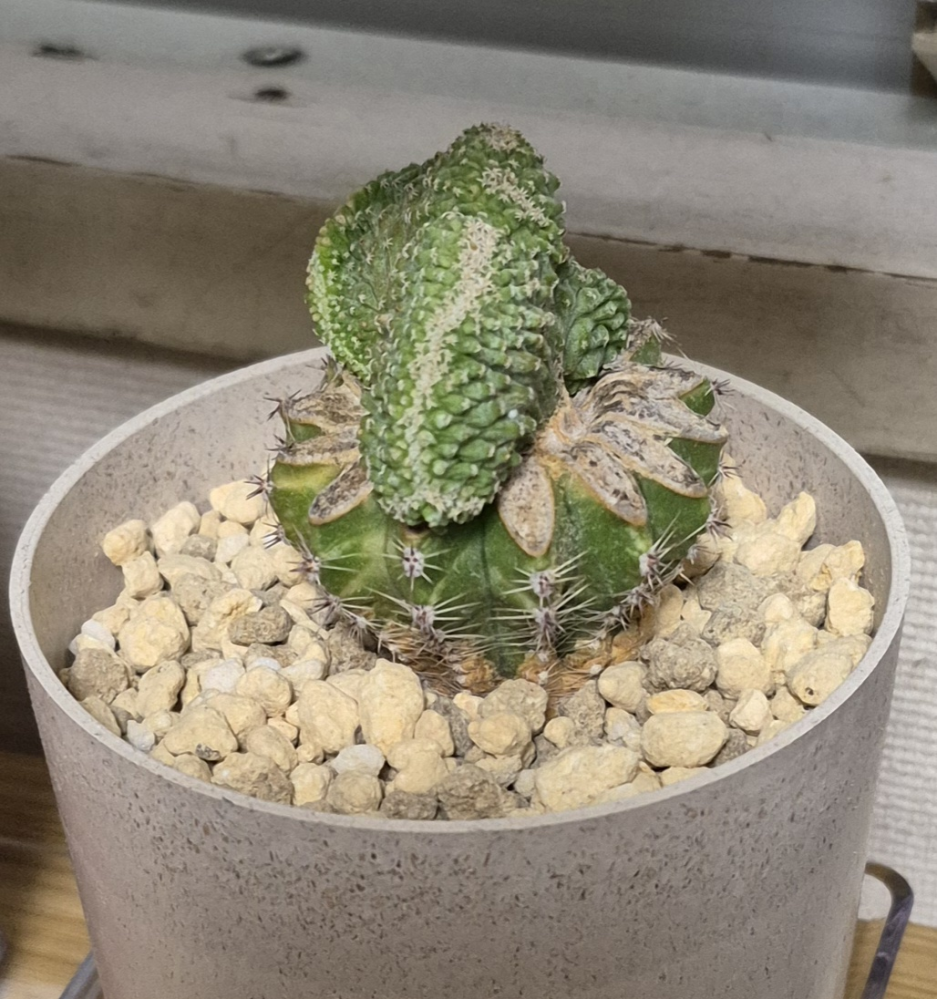 球形サボテン 緑色と白色のトゲ サボテン:エキノカクタス 金鯱 瀬戸焼鉢* 棘トゲ 丸鉢 和 陶器鉢