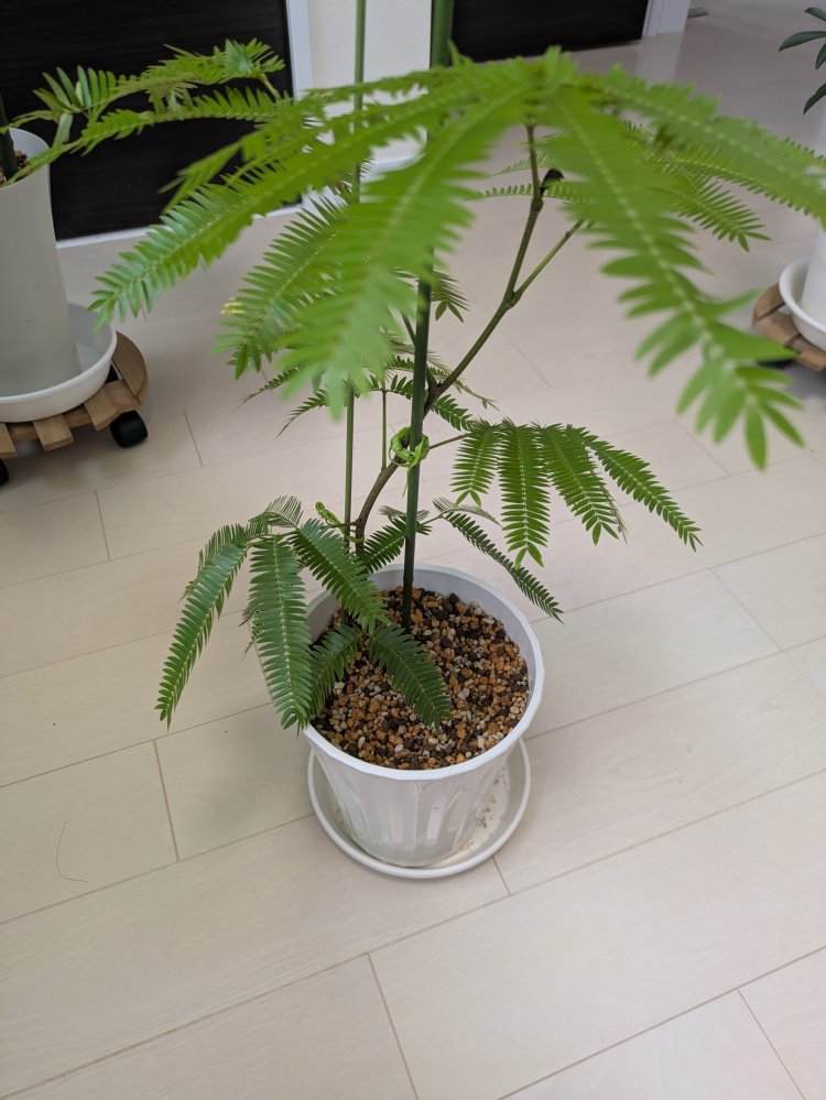 エバーフレッシュについてです。エバーフレッシュを1週間ほど前に植え