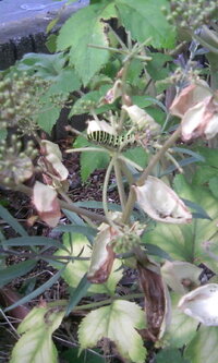 庭に植えている明日葉の葉に幼虫がいます チョウチョウだと思いますが Yahoo 知恵袋