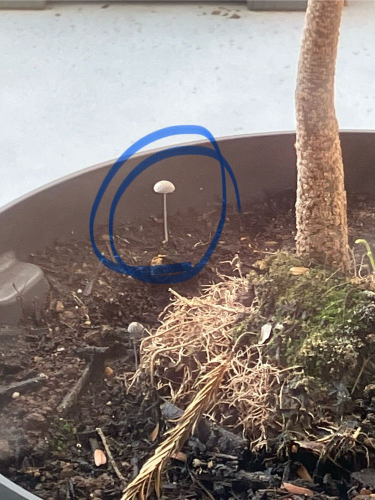 うちの観葉植物にいつも謎のきのこが生えています。このきのこは朝に 