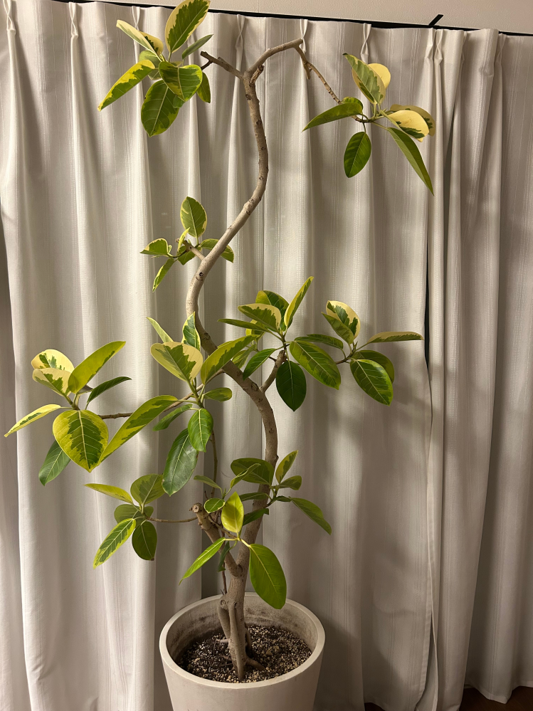 く*ん様 多肉植物・アガベ・パリートランカータ・オリザバ・SSS級美株 Amazon.co.jp: PLANCHU 多肉植物 アガベ パリー トランカータ