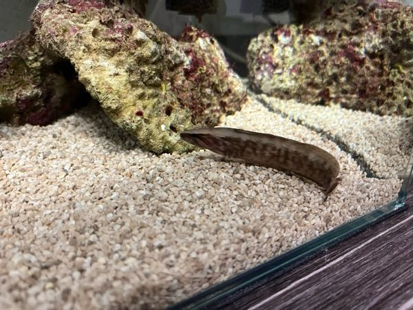 リーディングXクウ180Ⅱと言うDAIWAの竿なんですが、ヒラ