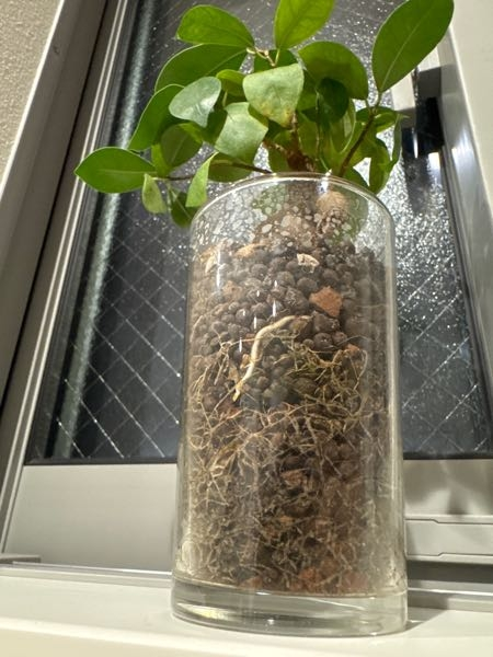 ✨✨✨superガジュマル【ジブリの世界】検/珍奇塊根植物/美株品 ✨✨✨superガジュマル【ジブリの世界】検/珍奇塊根植物/美株品