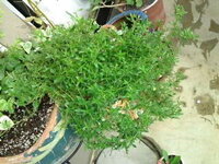 ブルーデイジーが咲かずに伸びきっています 2年程前に購入して Yahoo 知恵袋