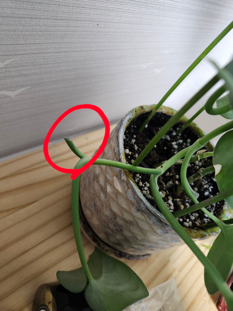 大きくなりすぎた観葉植物 - って、皆さんどうしてますか？うちでは大 