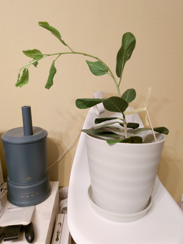 観葉植物についての質問です。今年の夏に購入した、フィカスベンガレン