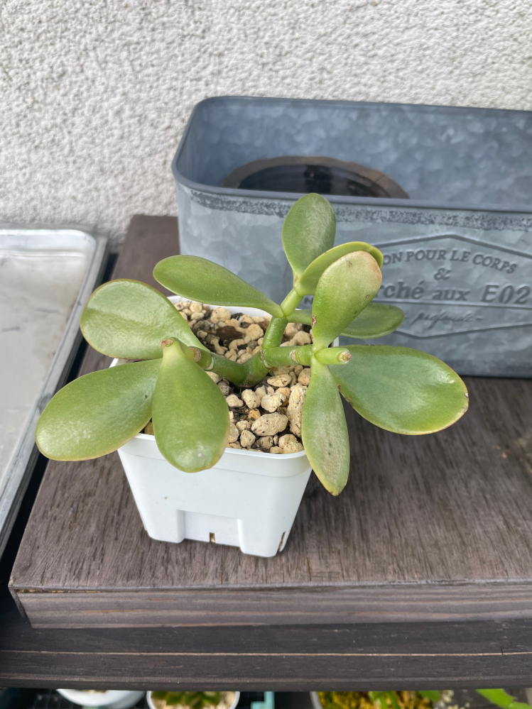 名前が分かりません。皐月　さつき鉢植え　いかがでしょうか 名前が分かりません。皐月 さつき鉢植え いかがでしょうか サツキの