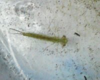 水槽に発生した虫について教えてください メダカの水槽に虫みたいなもの Yahoo 知恵袋