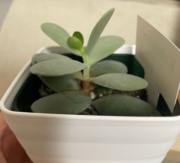 盆栽鉢の落款について何て搔いてあるのかわかりませんか？1点あります