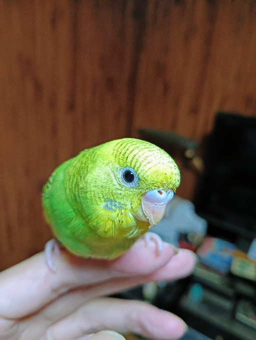 こんばんは。生後1ヶ月半のセキセイインコの雛の性別の分かるよと言う