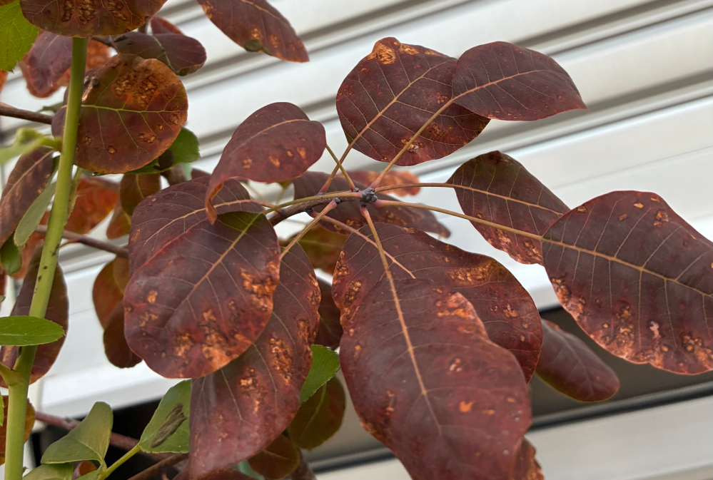 スモークツリーの葉が枯れてしまいました。全体がこのような色です