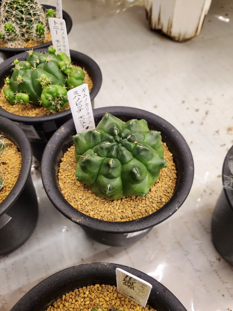 valiem 貴重な四点セット 検)カタチ製作所 バリエム インビジブル