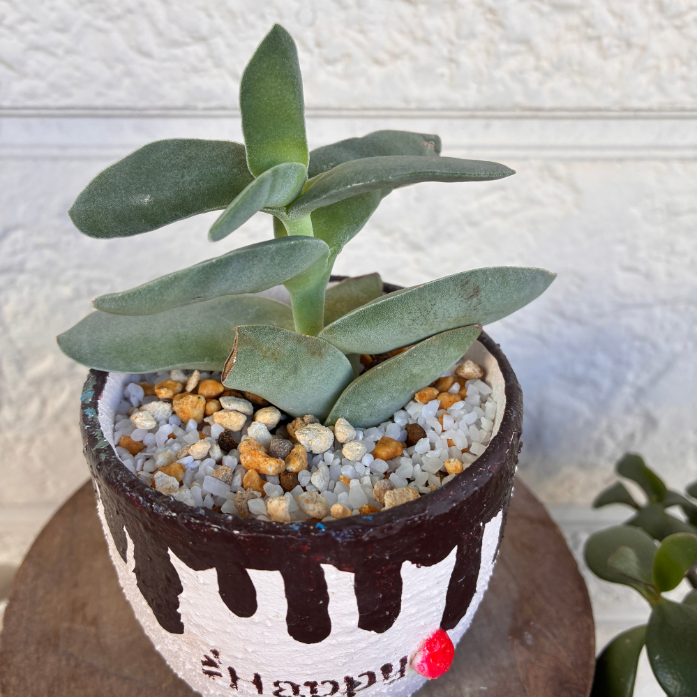 この多肉植物の名前を忘れてしまいました。分かる方教えて下さい