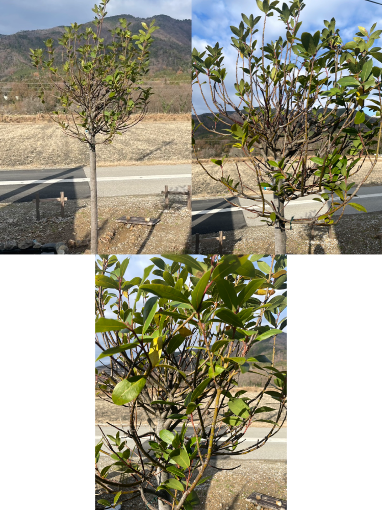 バイク詳しい方に質問です。旧車乗りの方宜しくお願いしますm(__