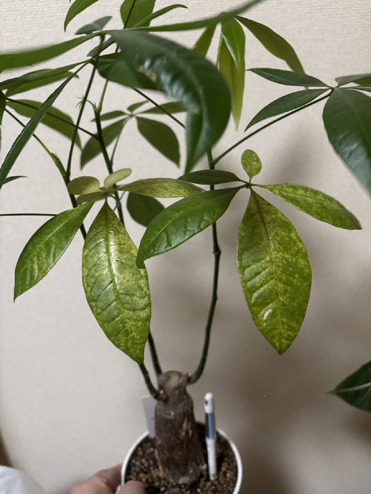 枯れそうなサツキ(皐月)の鉢植えについて。詳しい方教えてください