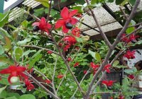 これは何ですか クサギの実のようですが クサギの実は秋ですよね それに形が少 Yahoo 知恵袋