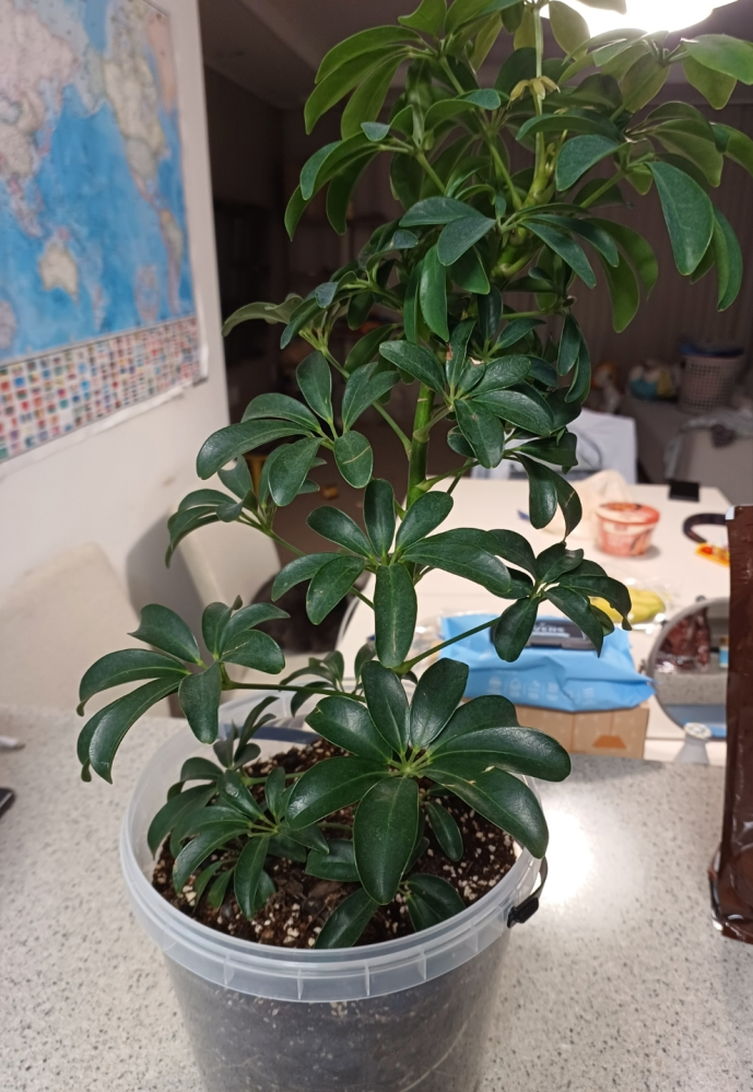 外国産観葉植物にお詳しい方にお伺い致します。 - 「アグラオネマ