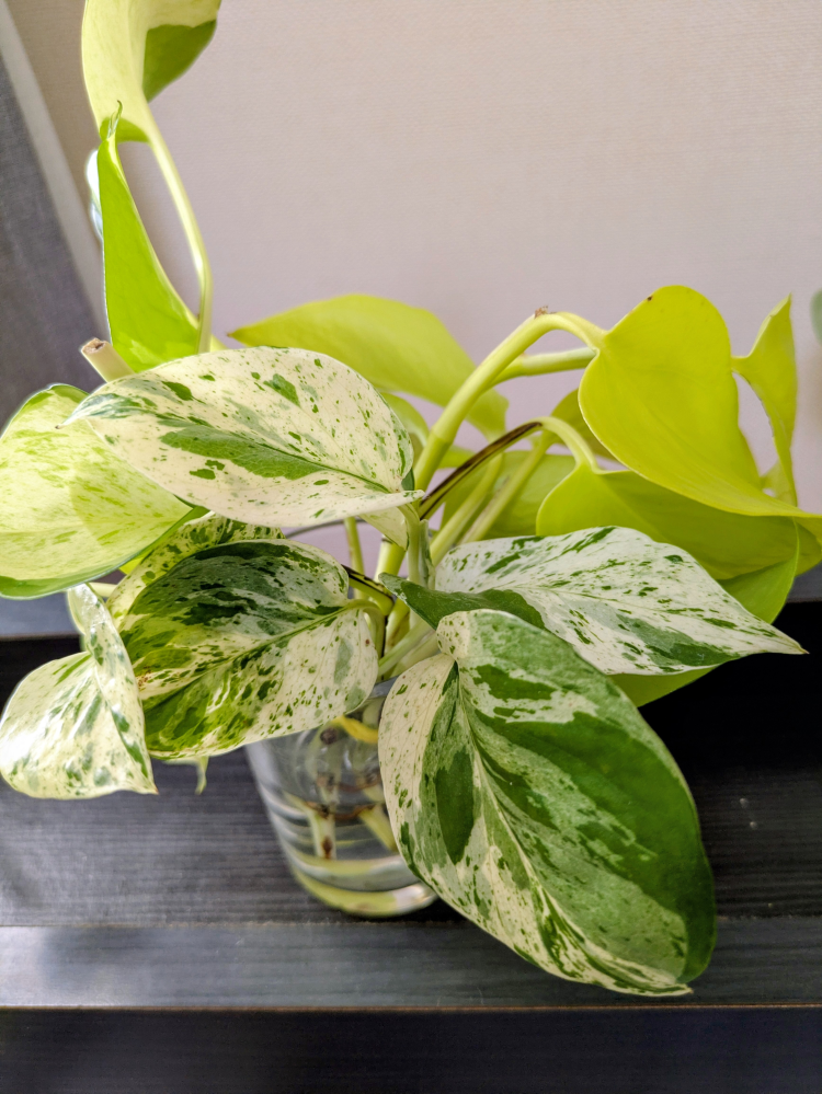 ポトスについて質問です。ポトスのミックス植えを購入したところ、添付
