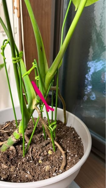 モンステラについてです。最近株が伸びてきてしまって形が悪くなってき