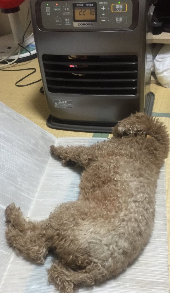 うちの愛犬、犬のくせに寒がりなんですよ❣️普通歌でもあるように猫は 