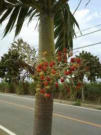 こんばんは この画像の植物の名前を教えてください ヤシの木みたいな形 Yahoo 知恵袋